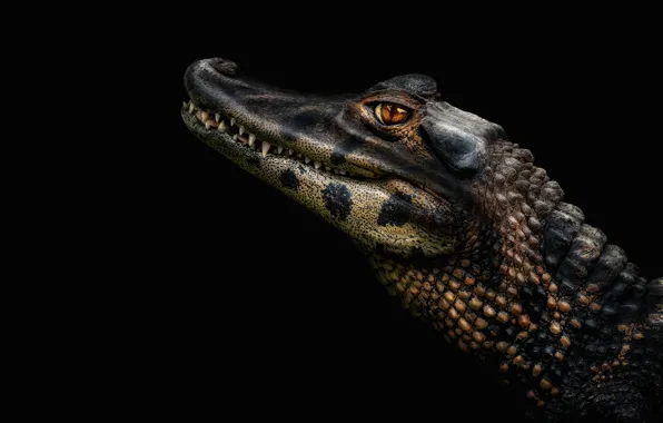 Look, face, portrait, crocodile, fangs, profile, black background