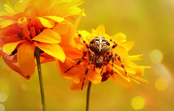 Picture summer, macro, flowers, orange, yellow, background, spider, petals
