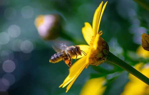 Flower, macro, yellow, bee, pollination, bokeh
