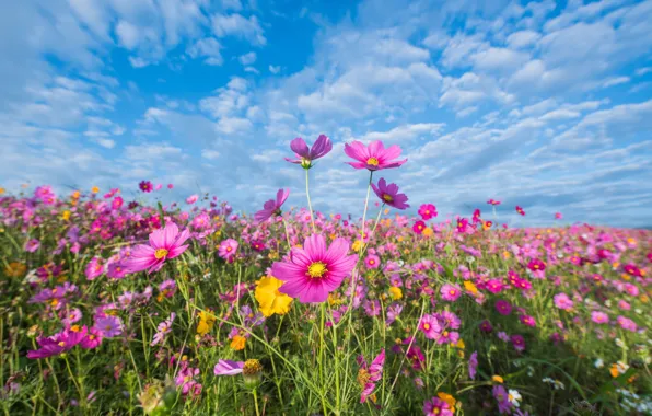 Picture field, summer, the sky, flowers, colorful, meadow, summer, pink