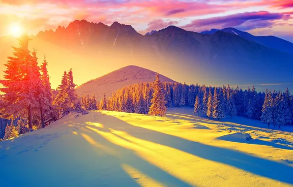 Picture winter, forest, snow, mountains, dawn