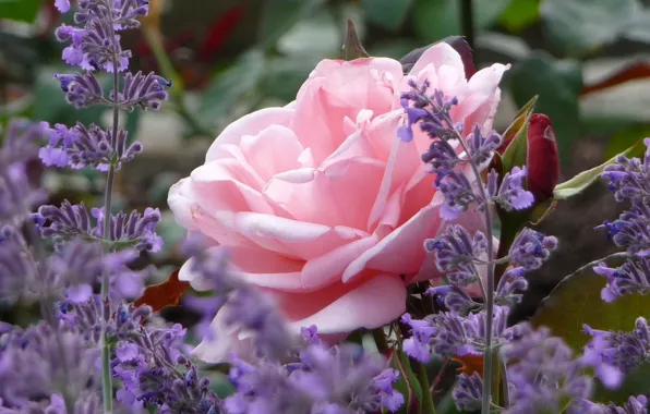 Picture rose, Bud, lavender