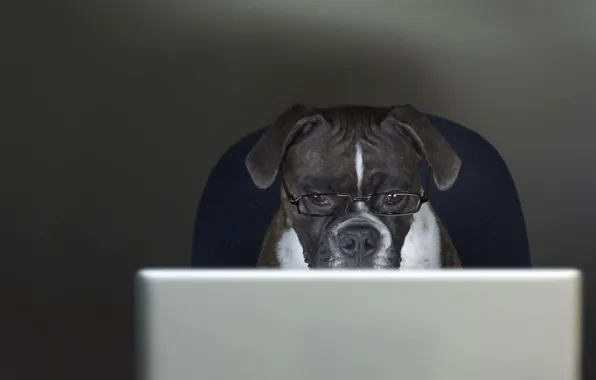 Picture dog, glasses, laptop
