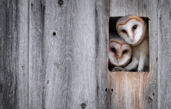 Birds, owl, Board, the fence, two, socket, pair, owls