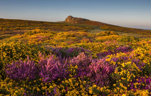 Field, summer, the sky, flowers, thickets, hills, yellow, slope