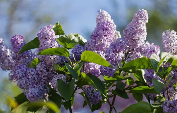 Picture leaves, light, flowers, branches, spring, flowering, lilac, inflorescence