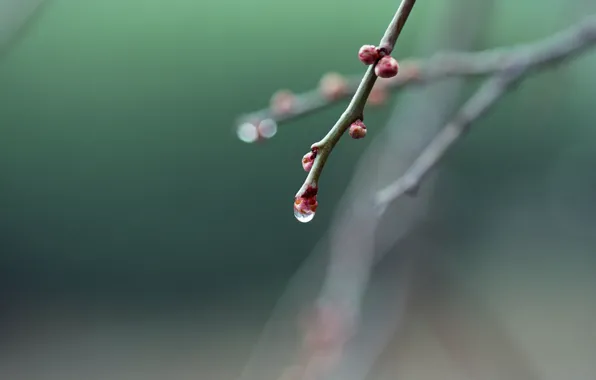 Drop, branch, spring, kidney