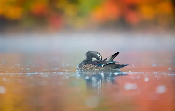 Picture water, pose, bird, duck, pond, swimming, bokeh, karolinka