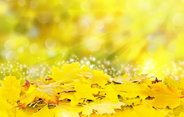Leaves, the sun, rays, yellow, colorful, autumn, leaves, autumn