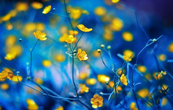 Picture flowers, plant, petals, stem