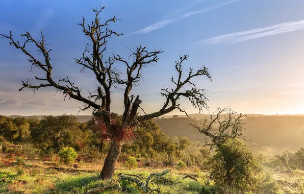 Trees, landscape, morning