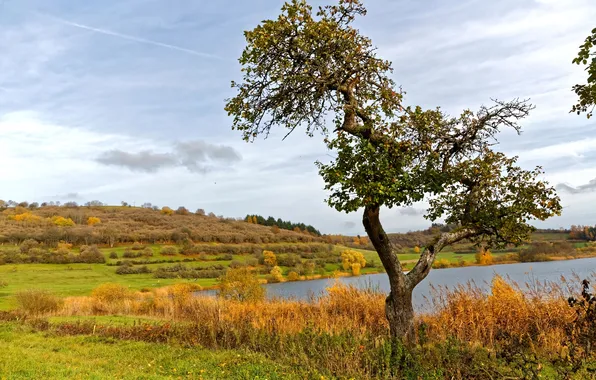 Picture autumn, grass, trees, river, Germany, hill, the bushes, Schalkenmehren