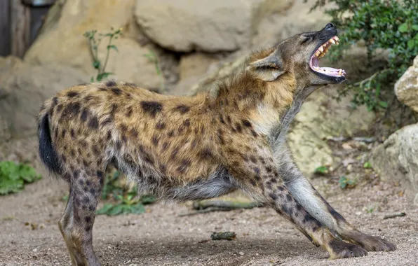 Picture pose, predator, hyena, yawns, stretching, warm-up