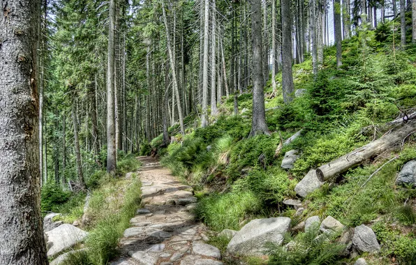 Forest, trees, Park, stones, slope, Czech Republic, track, path