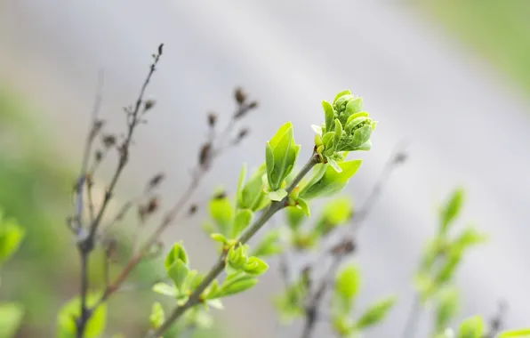 Picture greens, leaves, branches, branch, Spring, blur, leaves, leaves