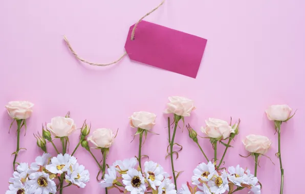 Flowers, roses, pink, buds, fresh, pink, flowers, spring