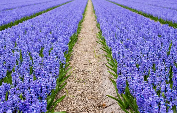 Spring, plantation, hyacinth