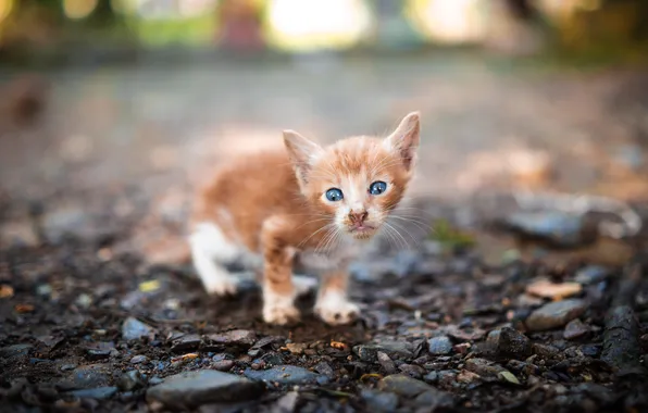 Road, cat, look, pose, stones, kitty, red, blue eyes