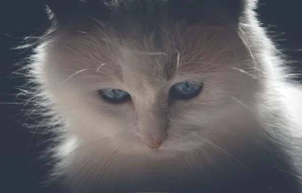 Picture cat, white, mustache, light, kitty