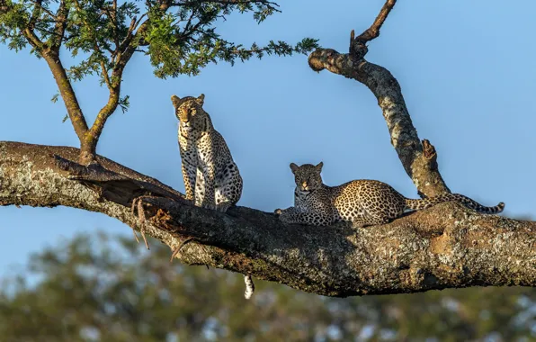 The sky, tree, leopards