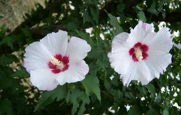 Flowers, white, two flowers, hibiscus, Meduzanol ©