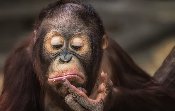 Monkey, facial expressions, orangutan