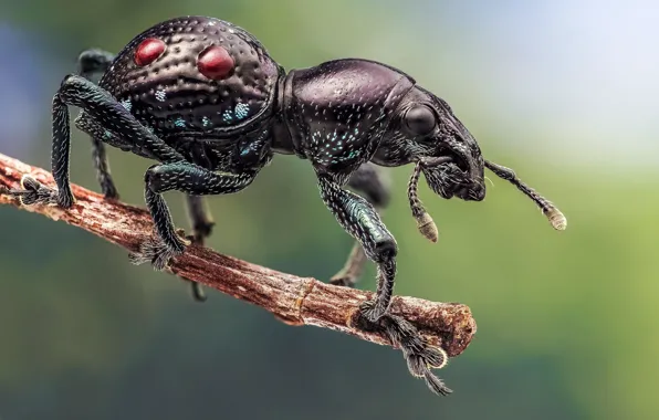 Picture macro, beetle, Pantorhytes