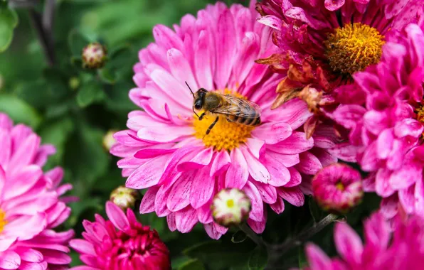 Flower, macro, bee