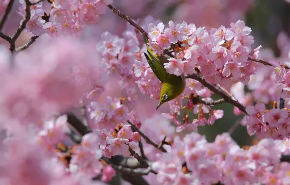 Flowers, branches, pose, tree, bird, spring, Sakura, pink