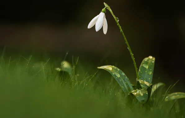 Greens, white, flower, grass, drops, glade, spring, snowdrop