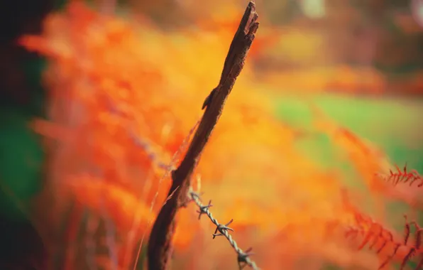 Picture background, the fence, color