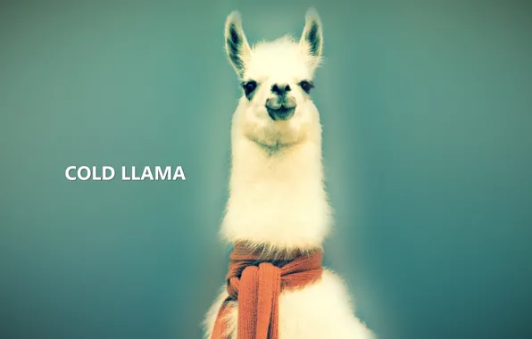 Picture background, animal, blue, the inscription, eyes, wool, scarf, Lama