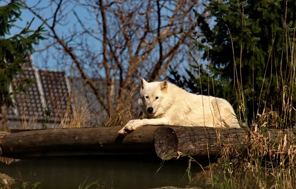 Picture Animals, Arctic Wolf, Metro Toronto Zoo