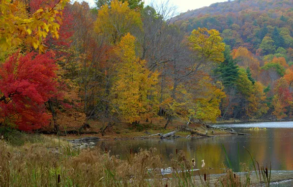 Autumn, leaves, trees, mountains, river