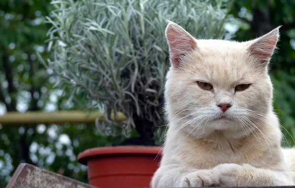 Cat, look, background