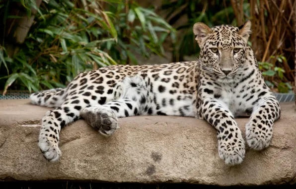Picture cat, stone, leopard, Persian