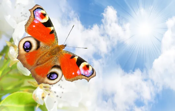Picture the sky, the sun, clouds, rays, nature, butterfly, white, flowers