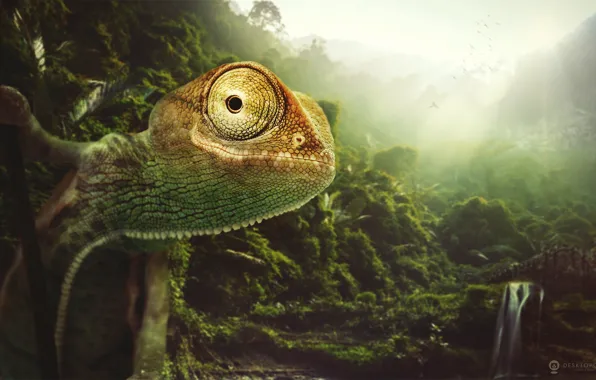 Nature, chameleon, animal, desktopography, chameleon