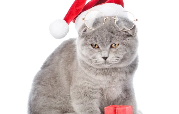 Cat, hat, glasses, New year, Christmas, cats