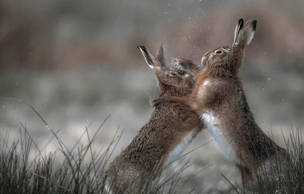 Picture squirt, Boxing, rabbits, showdown, bokeh, sparing, two birds