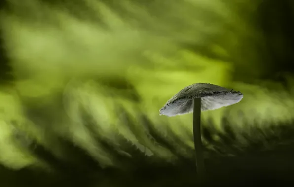 Picture mushrooms, background, nature