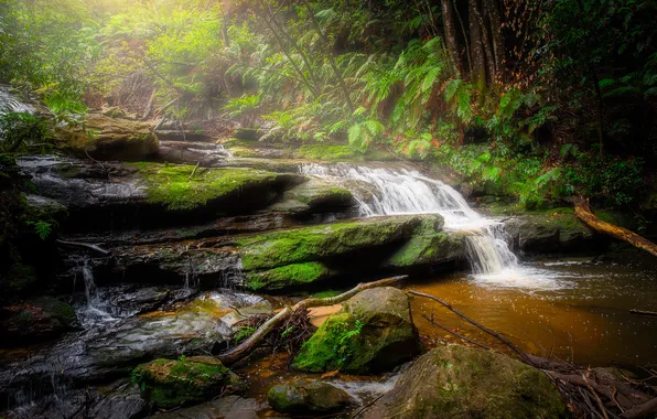 Greens, forest, summer, branches, stones, rocks, thickets, shore