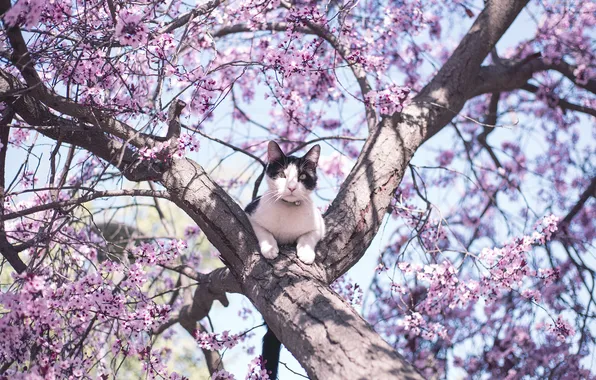Cat, cat, look, light, flowers, branches, pose, tree