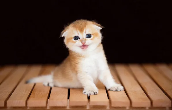 Cat, look, bench, pose, kitty, Board, legs, baby