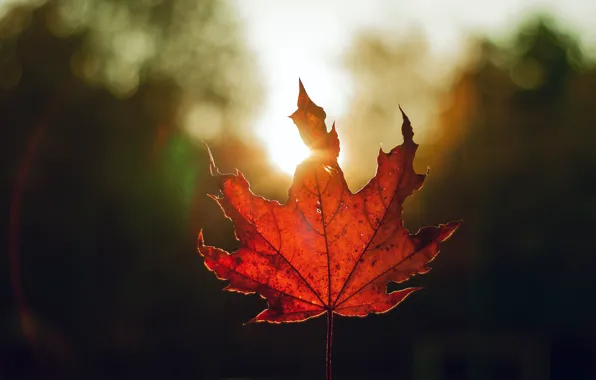 Autumn, light, red, sheet, the dark background, one, leaf, bokeh