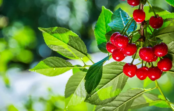Picture summer, leaves, trees, cherry