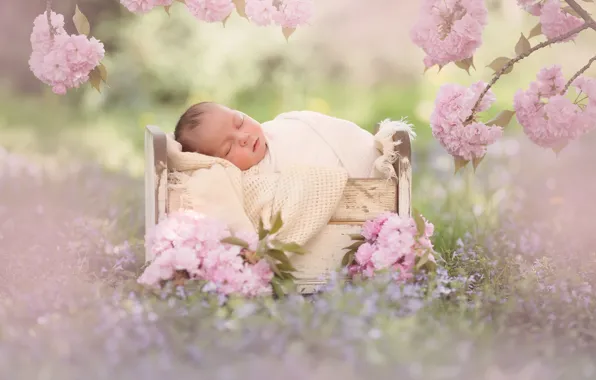 Flowers, branches, sleep, Sakura, baby, flowering, baby, cot