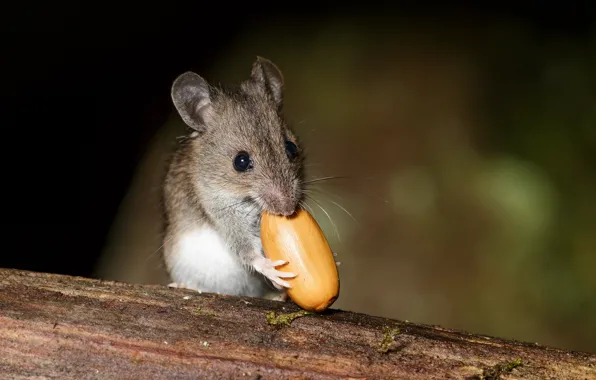 Picture nature, mouse, acorn