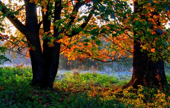 Picture autumn, forest, grass, trees, foliage
