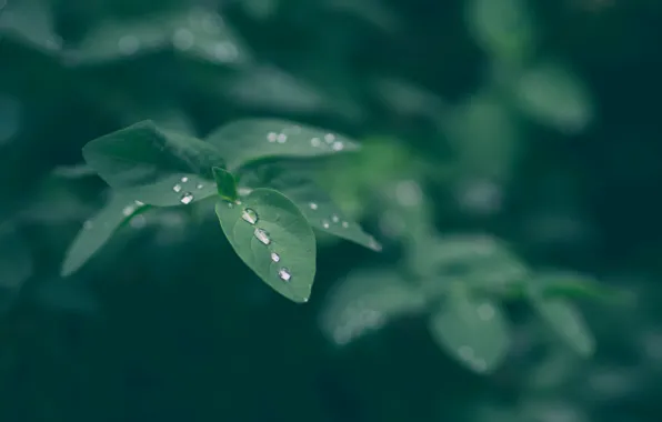 Picture leaves, macro, nature, Rosa, water drops